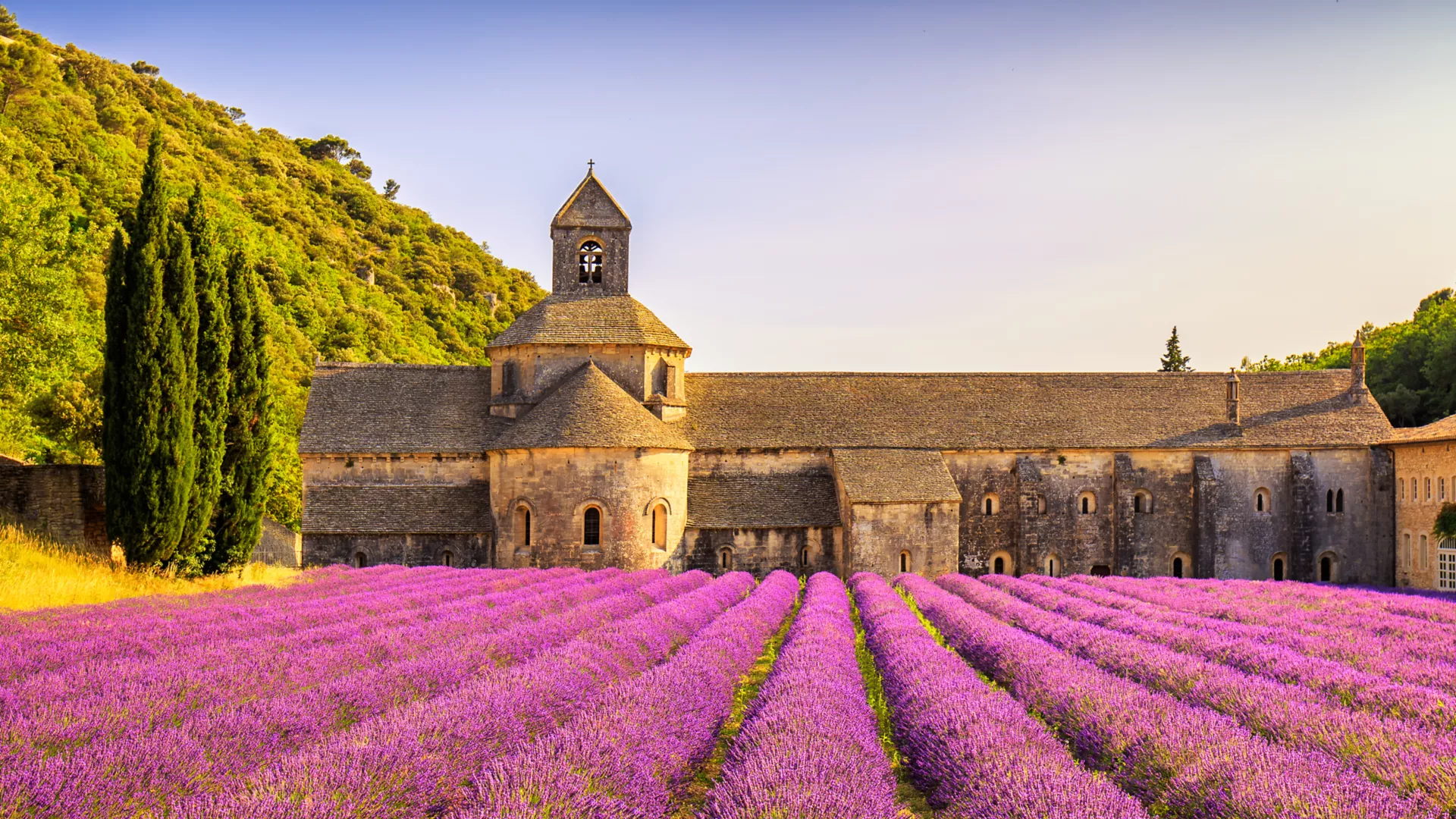 Lavender fields in Provence at golden hour